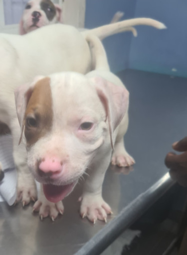 PITBULL PUPS FOR SALE.CONTACT 8762921460