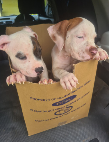PITBULL PUPS FOR SALE.CONTACT 8762921460