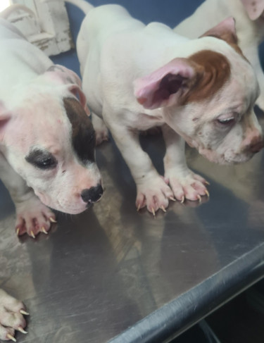PITBULL PUPS FOR SALE.CONTACT 8762921460
