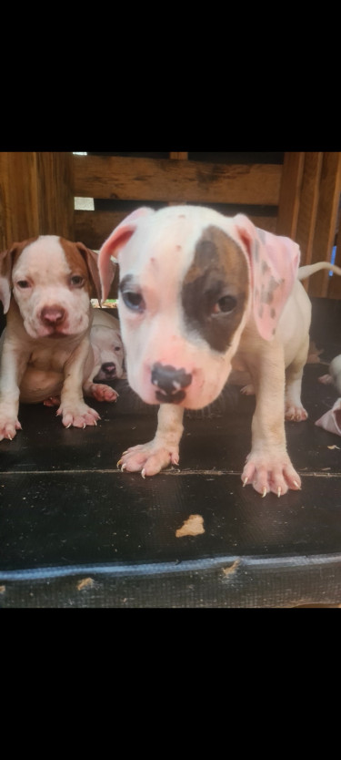 PITBULL PUPS FOR SALE.CONTACT 8762921460