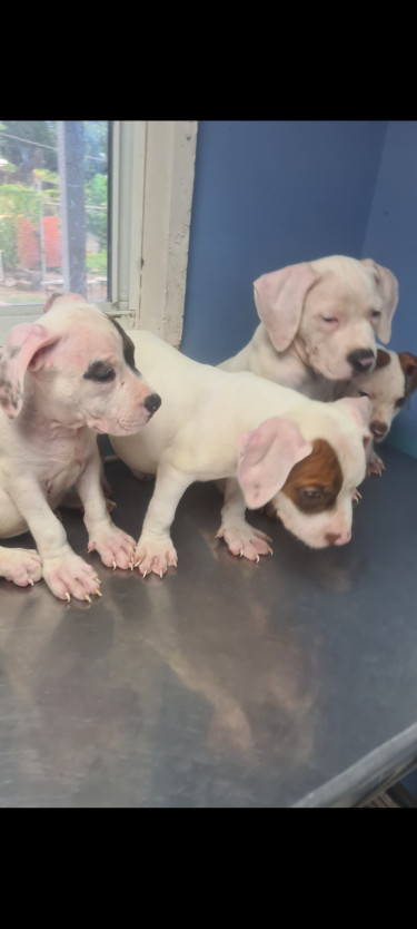 PITBULL PUPS FOR SALE.CONTACT 8762921460