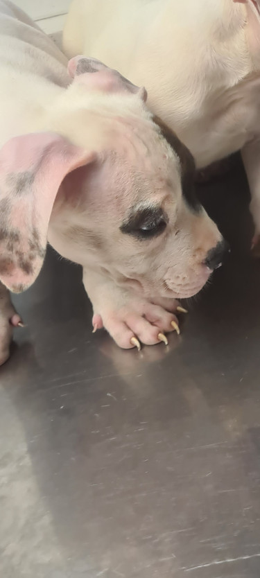 PITBULL PUPS FOR SALE.CONTACT 8762921460