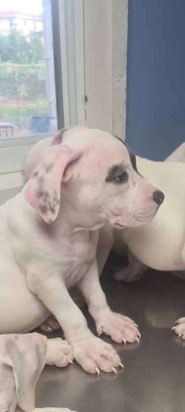 PITBULL PUPS FOR SALE.CONTACT 8762921460