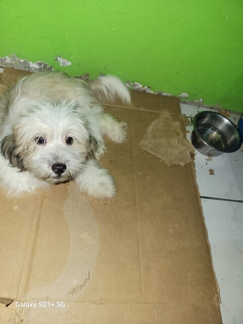 Pomeranian Shitsu Mix