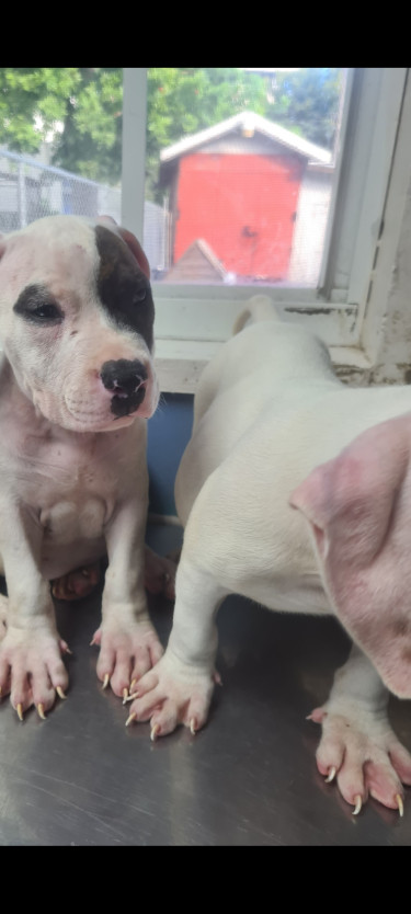 PITBULL PUPS FOR SALE 8762921460