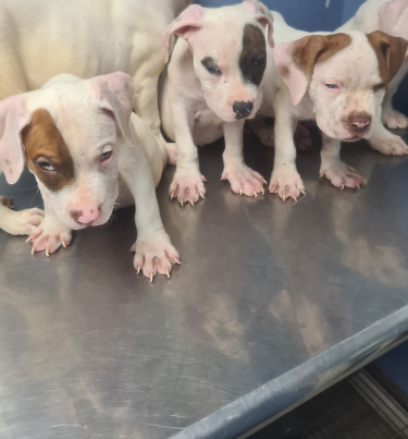 PITBULL PUPS FOR SALE 8762921460