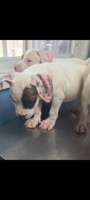 PITBULL PUPS FOR SALE 8762921460
