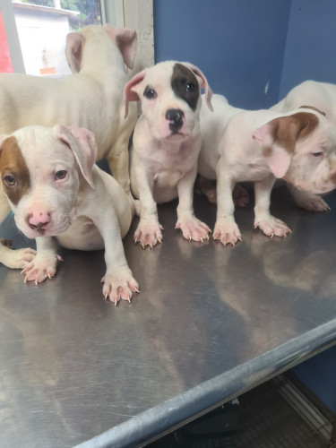 PITBULL PUPS FOR SALE 8762921460