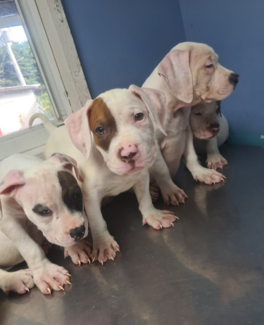 PITBULL PUPS FOR SALE 8762921460