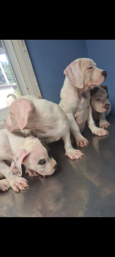 PITBULL PUPS FOR SALE 8762921460