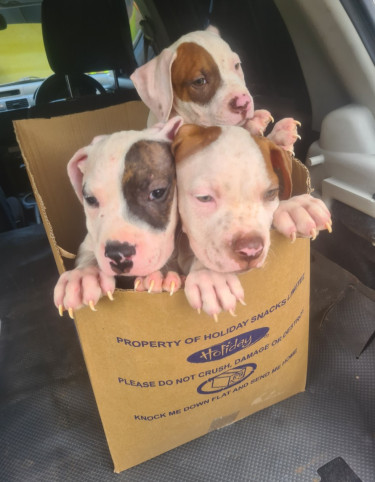 PITBULL PUPS FOR SALE 8762921460