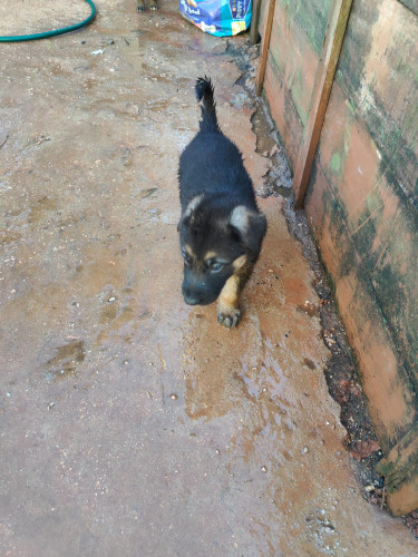 Pure Bred German Shepherd Pups