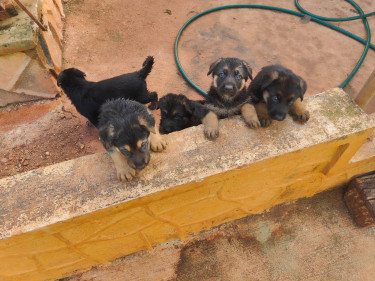 Pure Bred German Shepherd Pups