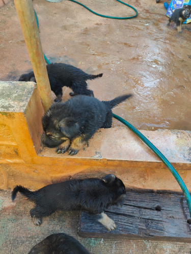 Pure Bred German Shepherd Pups