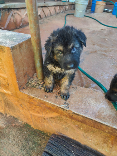 Pure Bred German Shepherd Pups
