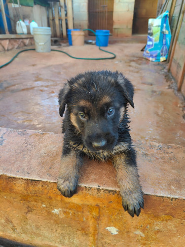 Pure Bred German Shepherd Pups