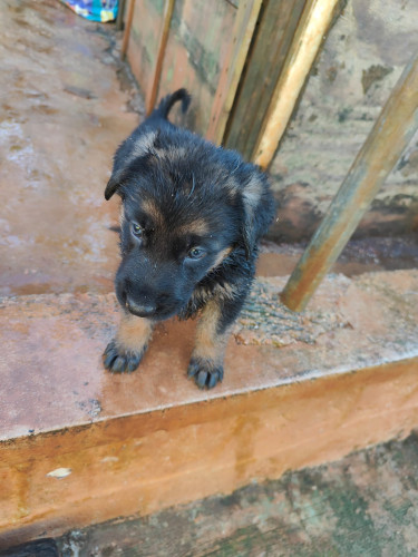 Pure Bred German Shepherd Pups