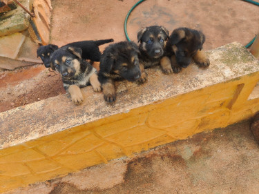Pure Bred German Shepherd Pups