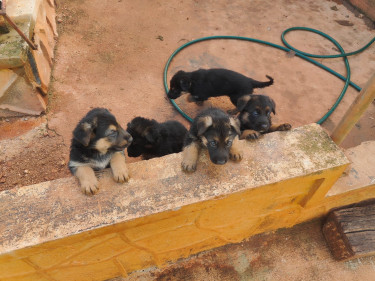 Pure Bred German Shepherd Pups