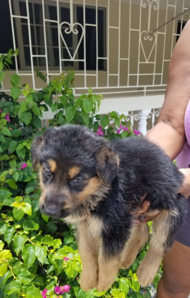 5 Weeks Purebred German Shepard- SALE SALE SALE!!