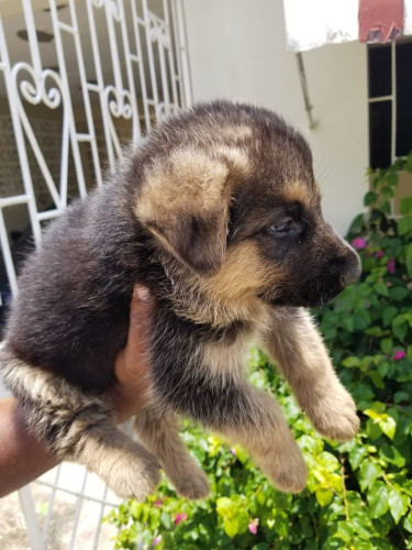 5 Weeks Purebred German Shepard- SALE SALE SALE!!