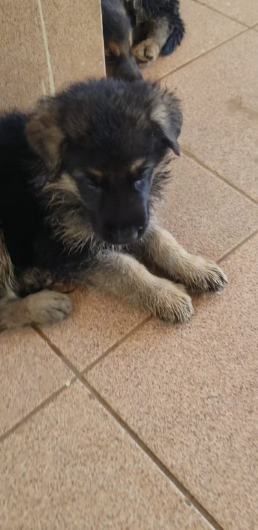 5 Weeks Purebred German Shepard- SALE SALE SALE!!