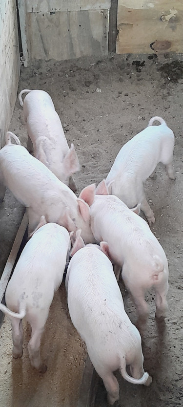 Piglets 