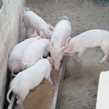 Piglets 