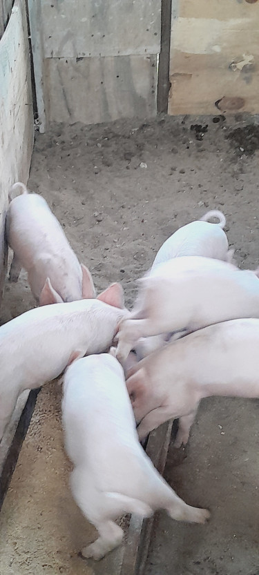 Piglets  Livestock Parottee District Black River St Elizabeth 