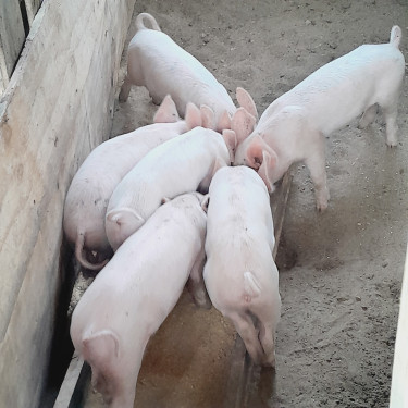 Piglets 