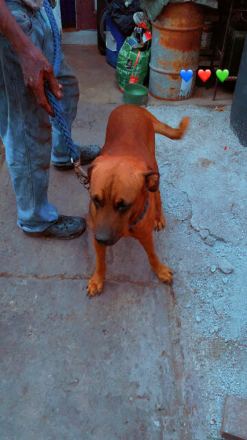 Stud Available Dogs Independence, Portmore