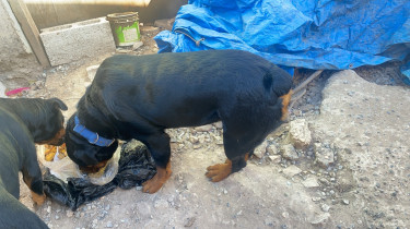 Rottweiler Stud Service 