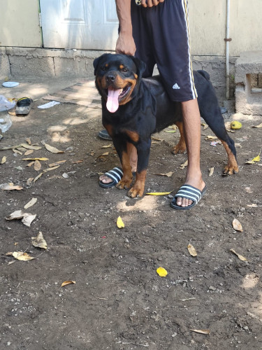 Rottweiler Stud Service  Dogs Three Mile Area