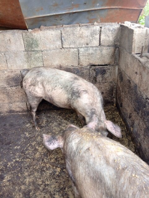 Pigs Livestock Kitson Town