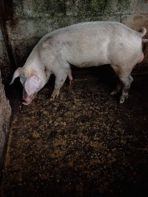 Pigs