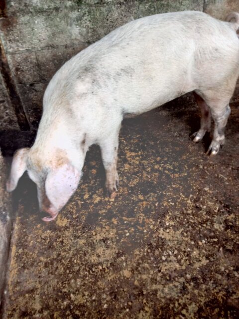 Pigs