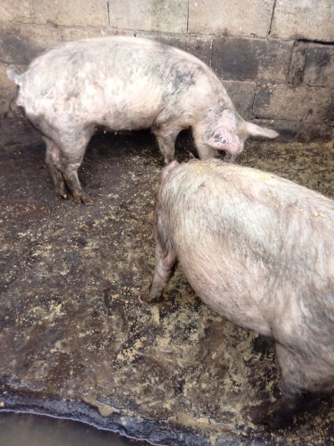 Pigs