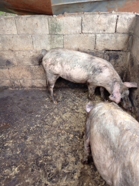 Pigs