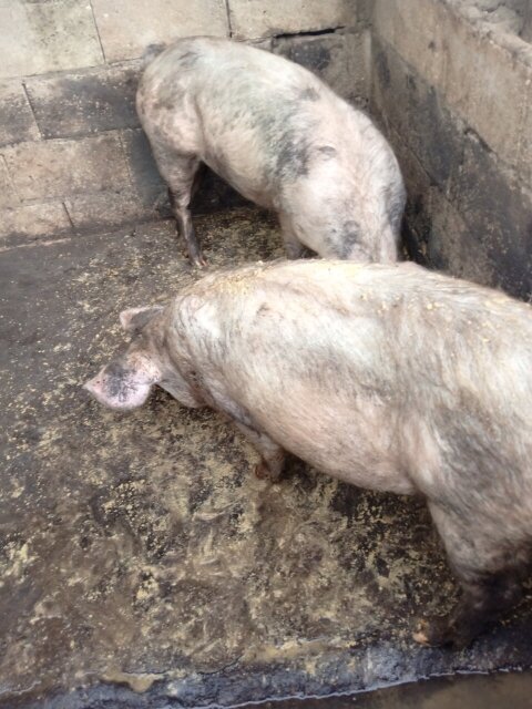 Pigs
