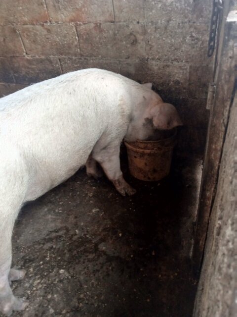 Pigs