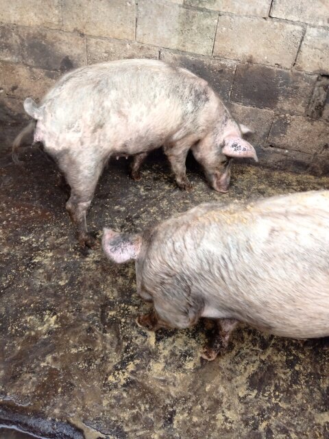 Pigs