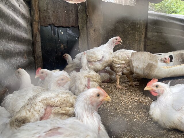 Chicken And Chicken Parts