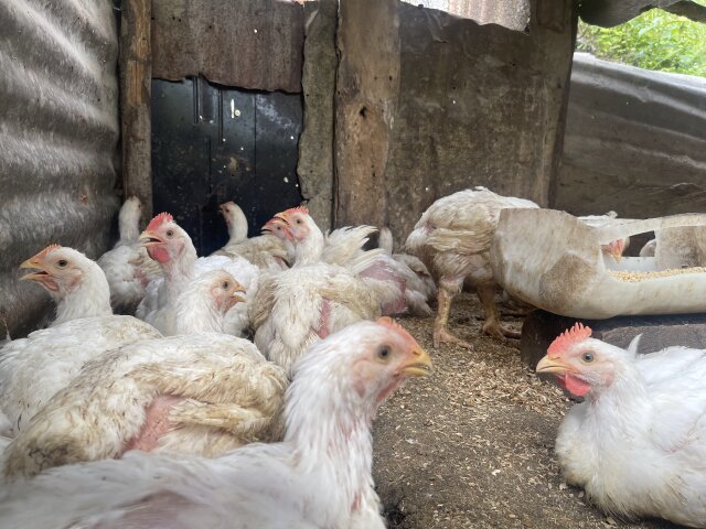 Chicken And Chicken Parts