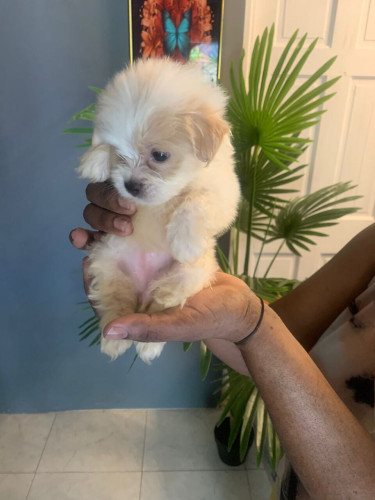 Shih Tzu Mix