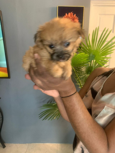 Shih Tzu Mix