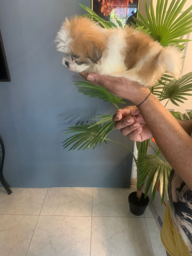 Shih Tzu Mix