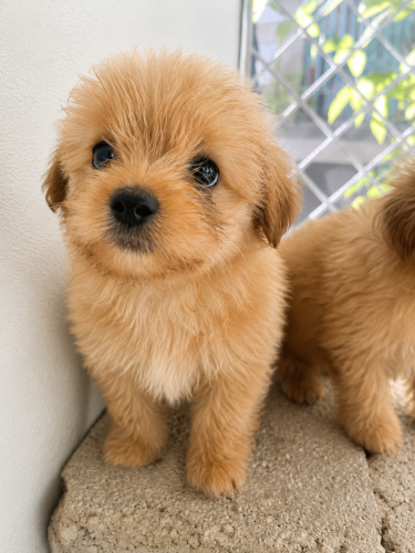 Shih Tzu Mix