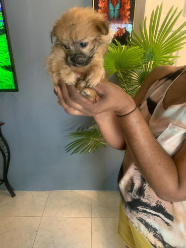 Shih Tzu Mix