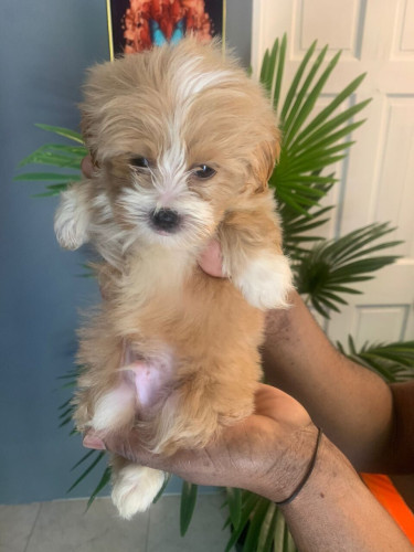 Shih Tzu Mix