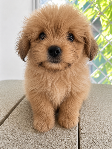Shih Tzu Mix